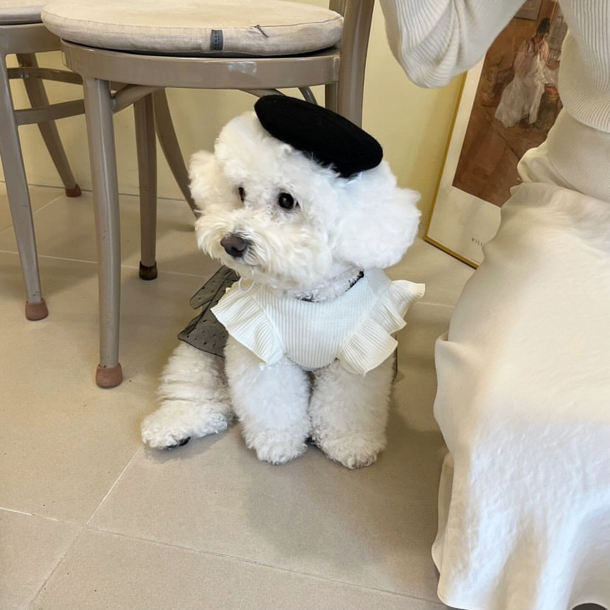 Vancar™ Elegant Lace Bow Pet Dress